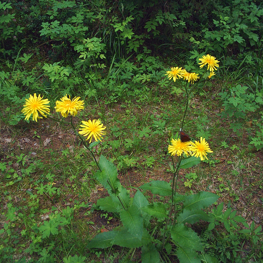 Image of Crepis sibirica specimen.