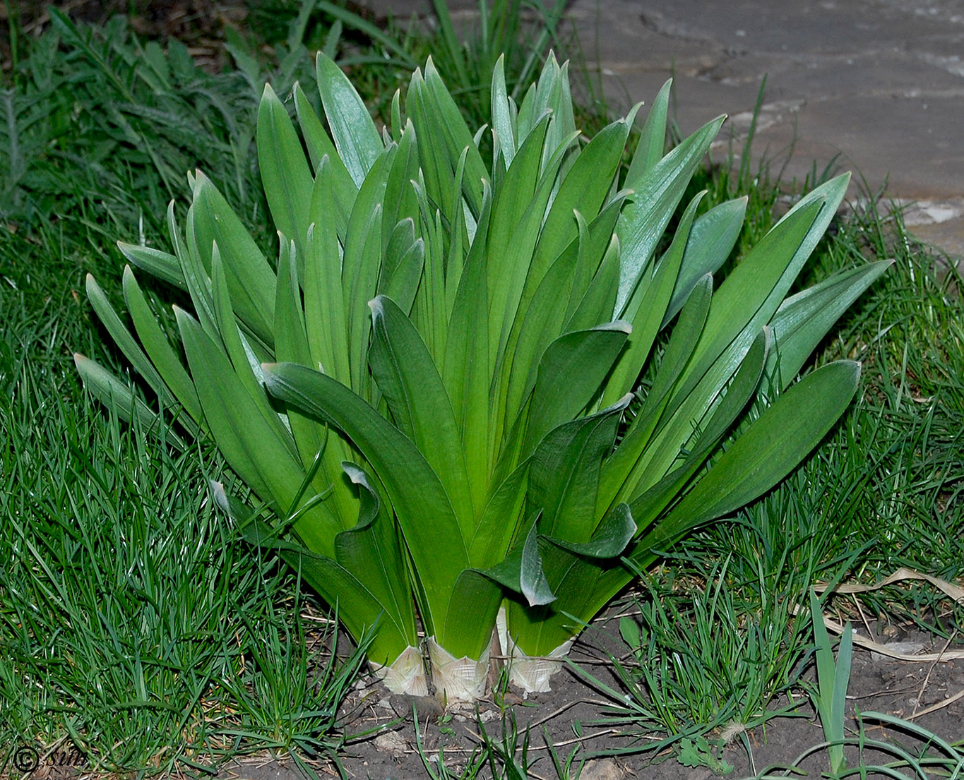 Image of Eremurus robustus specimen.