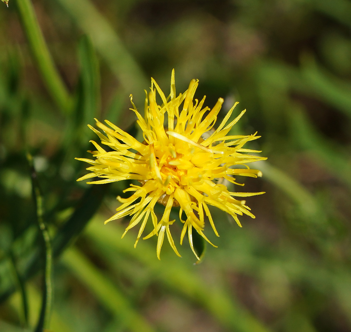 Image of Centaurea orientalis specimen.