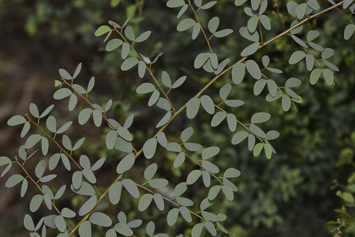 Image of Lysiphyllum gilvum specimen.