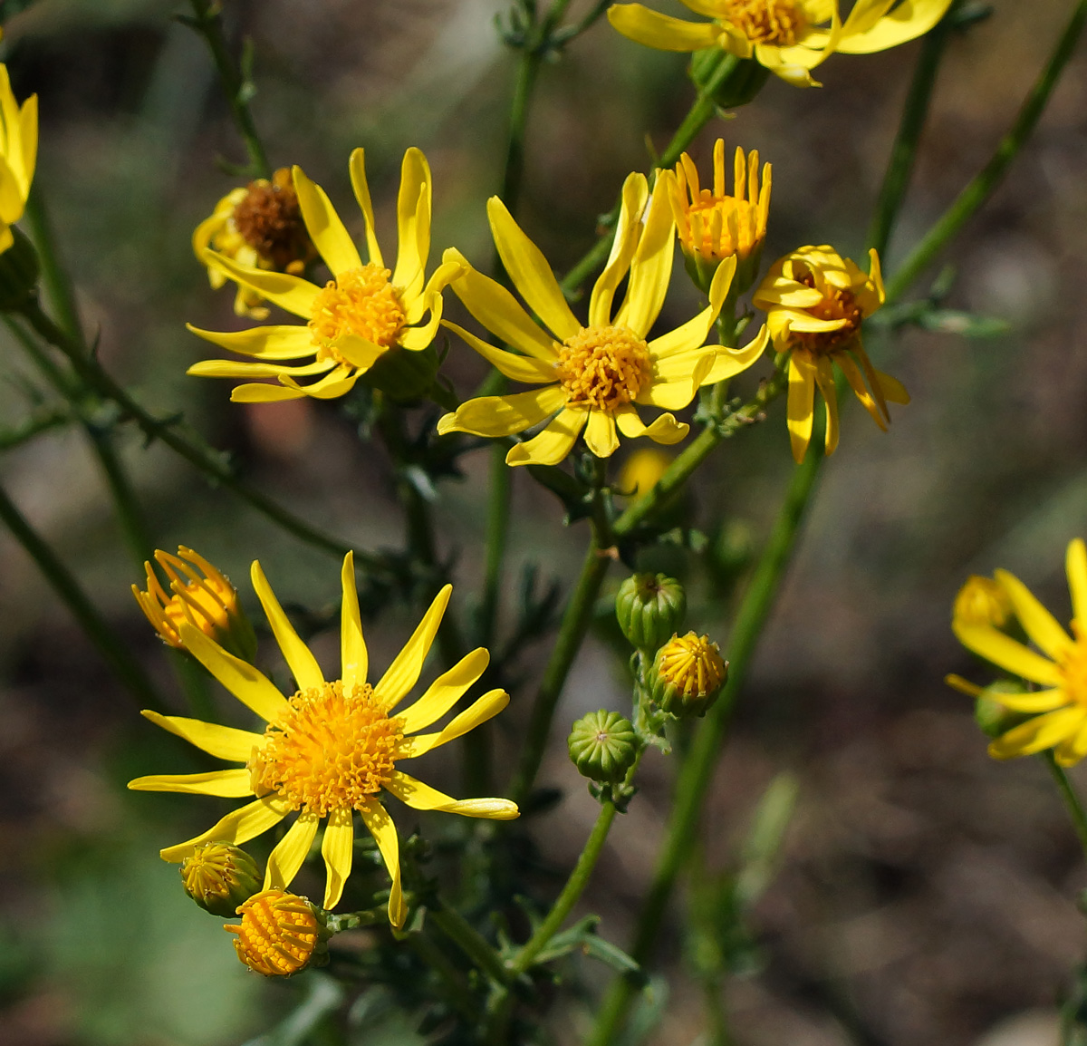 Изображение особи Senecio jacobaea.