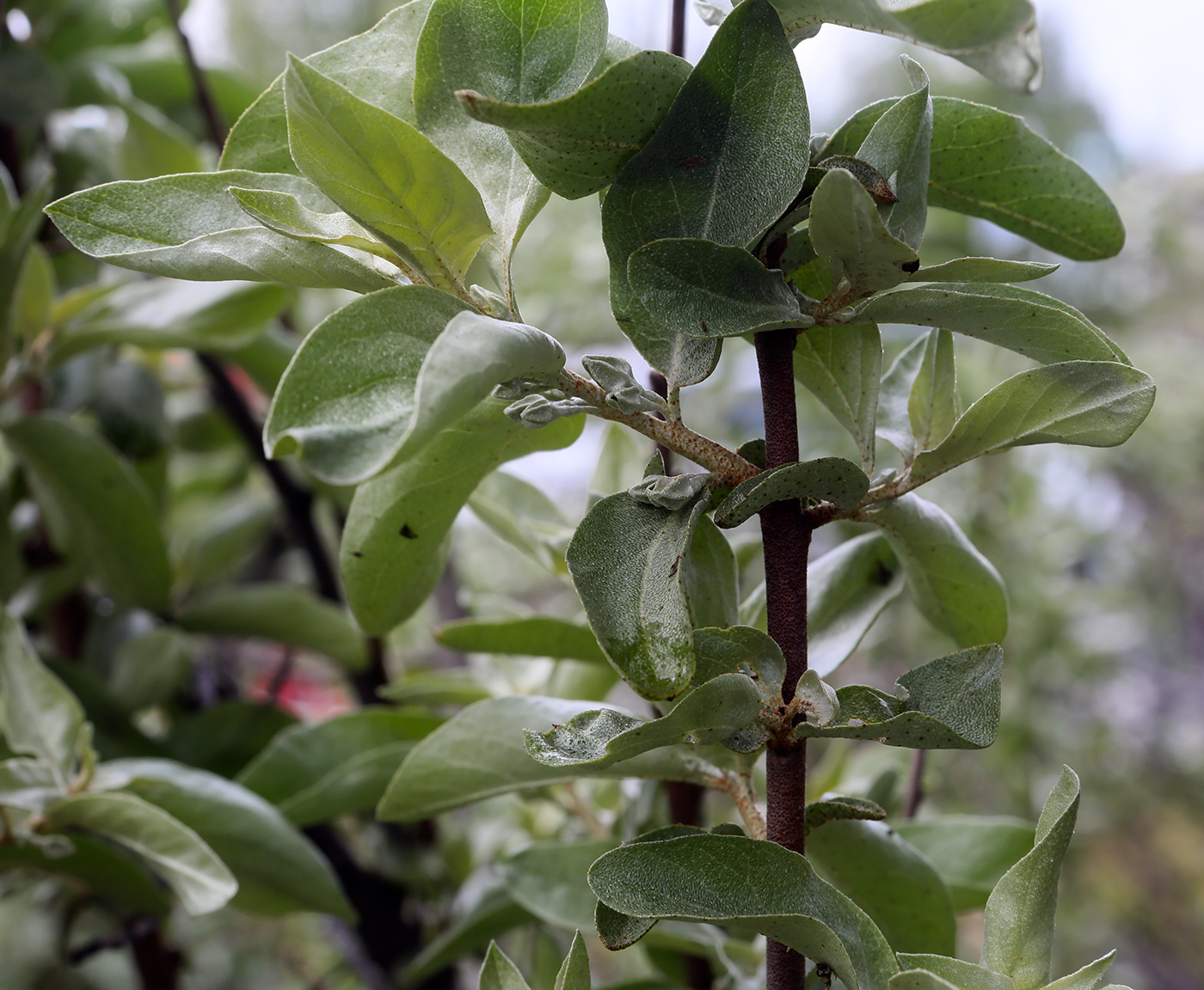 Изображение особи Elaeagnus commutata.