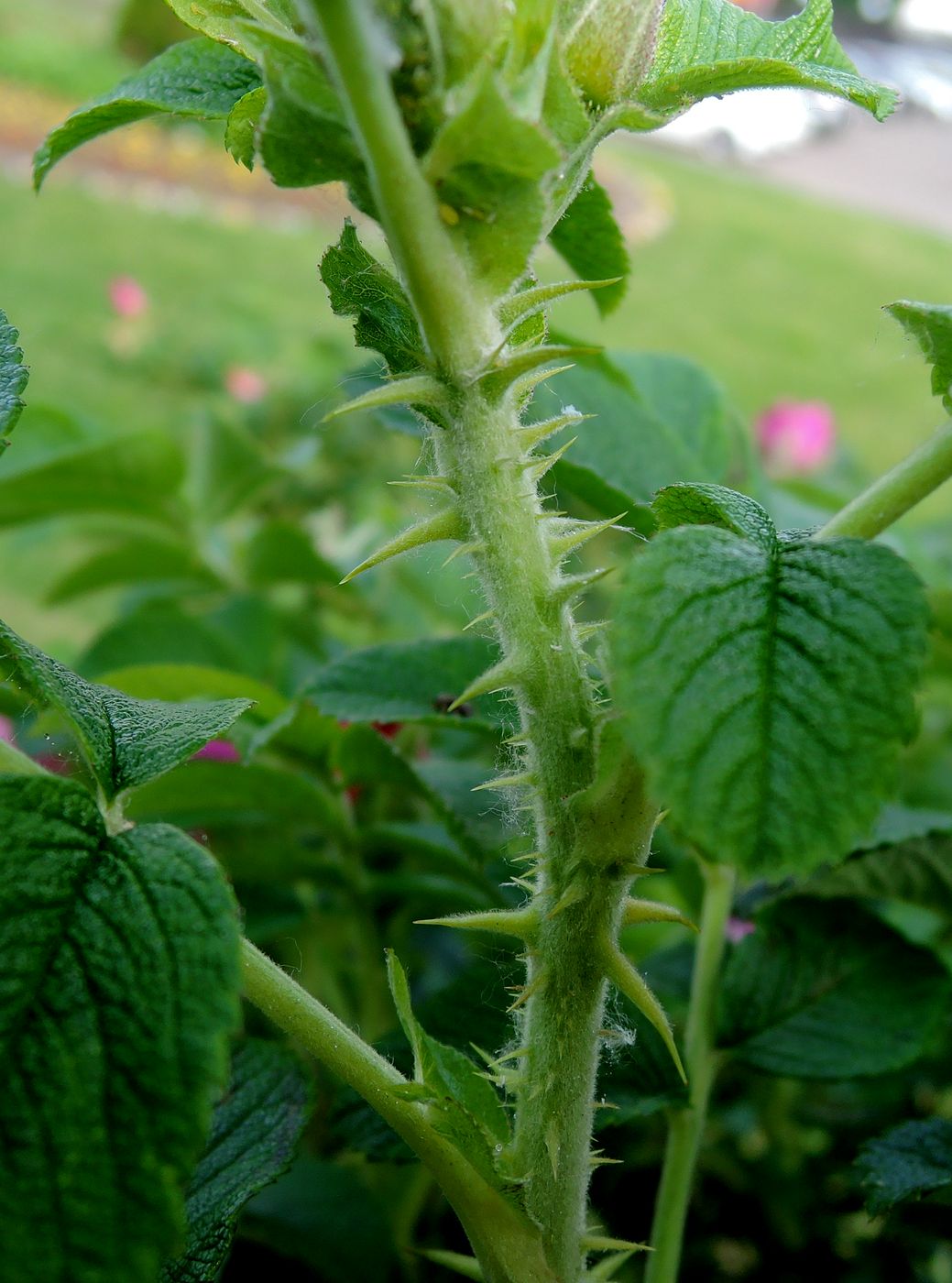 Изображение особи Rosa rugosa.