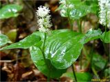 Maianthemum bifolium. Верхушка цветущего растения. Украина, Львовская обл., Сколевский р-н, национальный природный парк \"Сколевские Бескиды\", окр. с. Каменка, опушка леса. 18.05.2018.