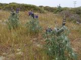 Lupinus pilosus