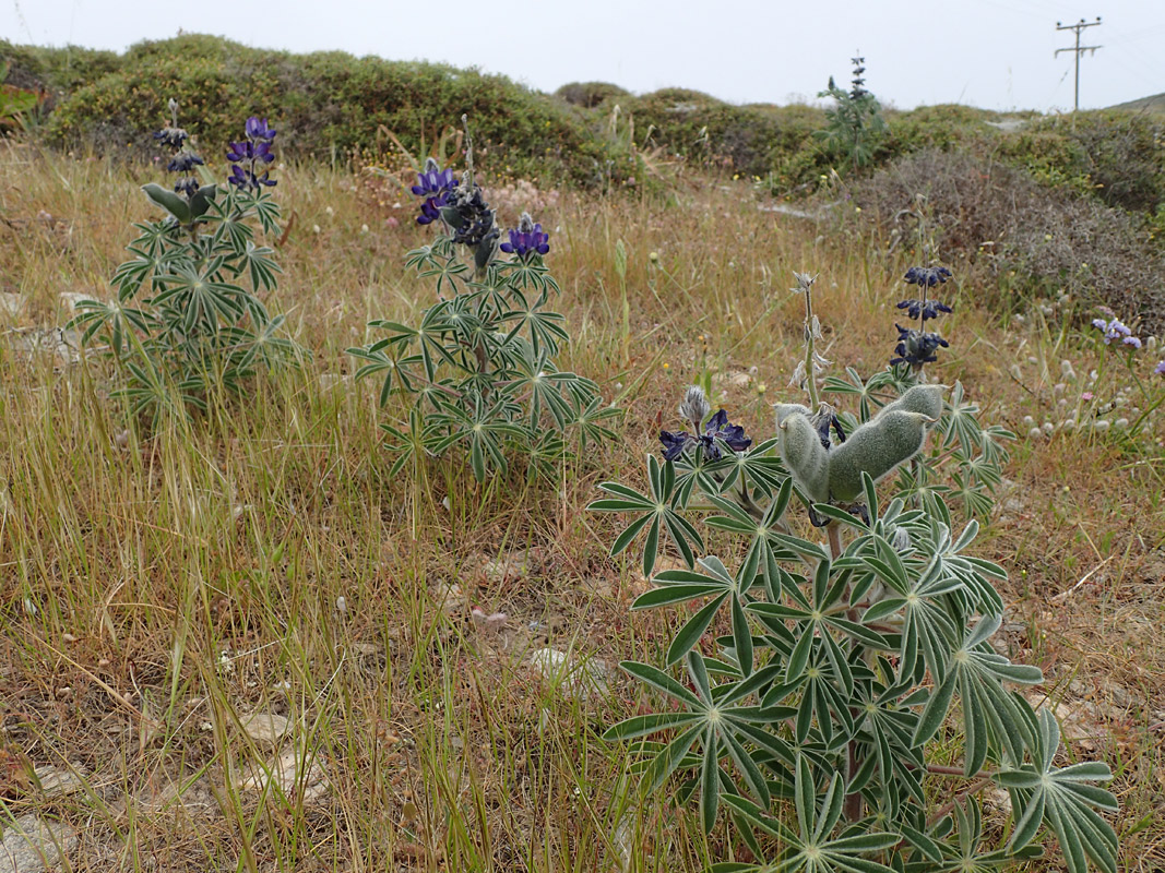 Изображение особи Lupinus pilosus.