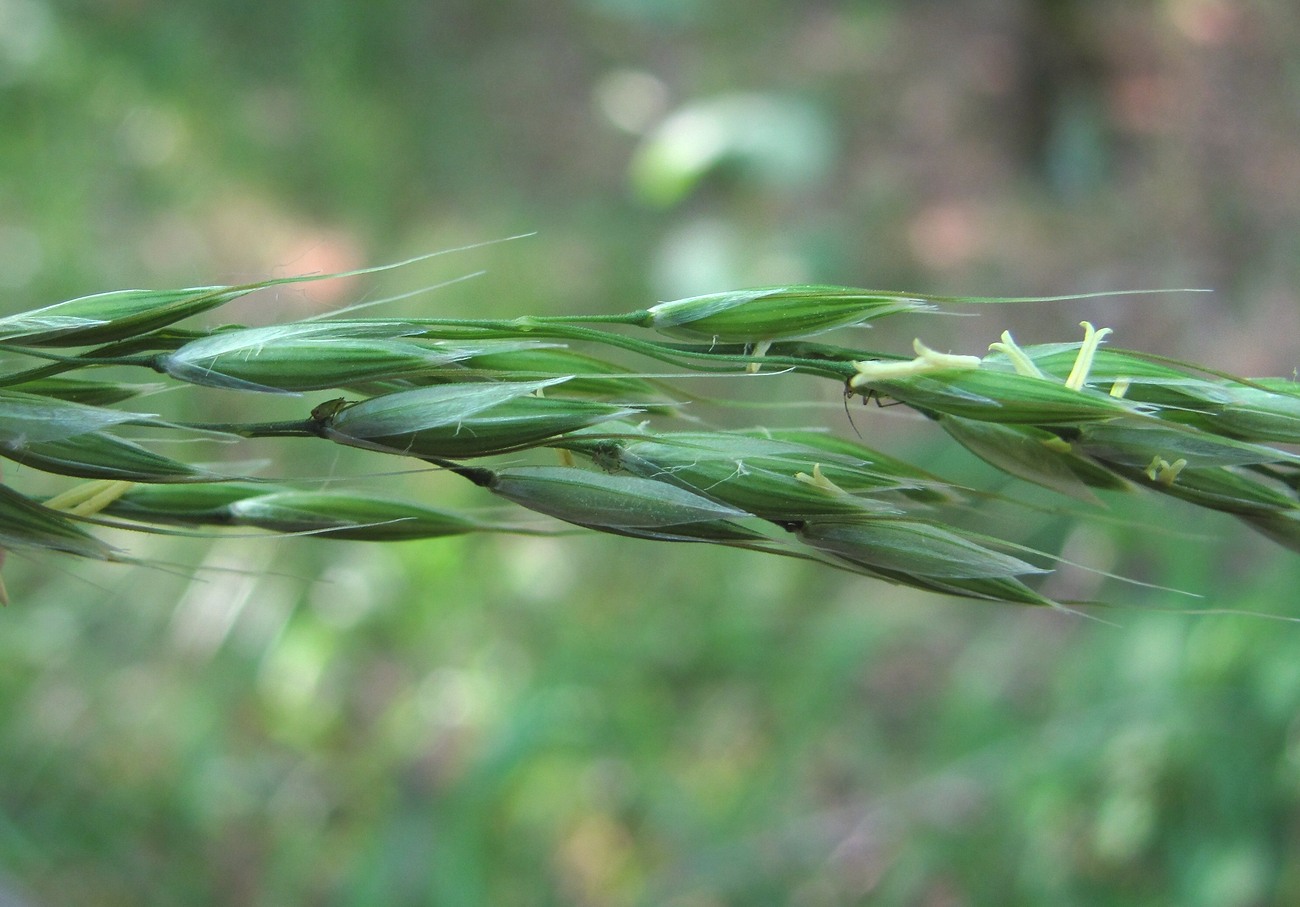 Изображение особи семейство Poaceae.