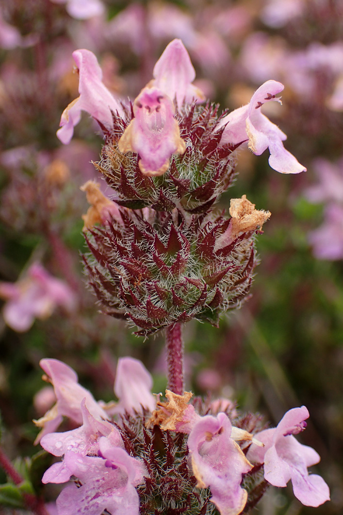 Изображение особи Thymus comptus.