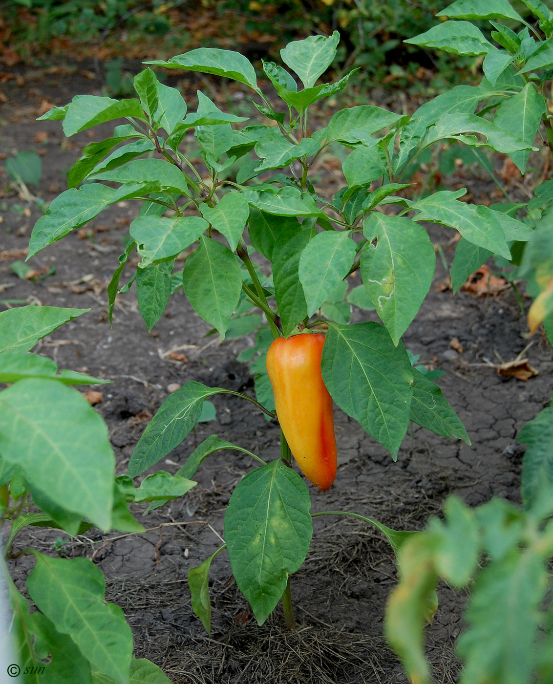 Изображение особи Capsicum annuum.