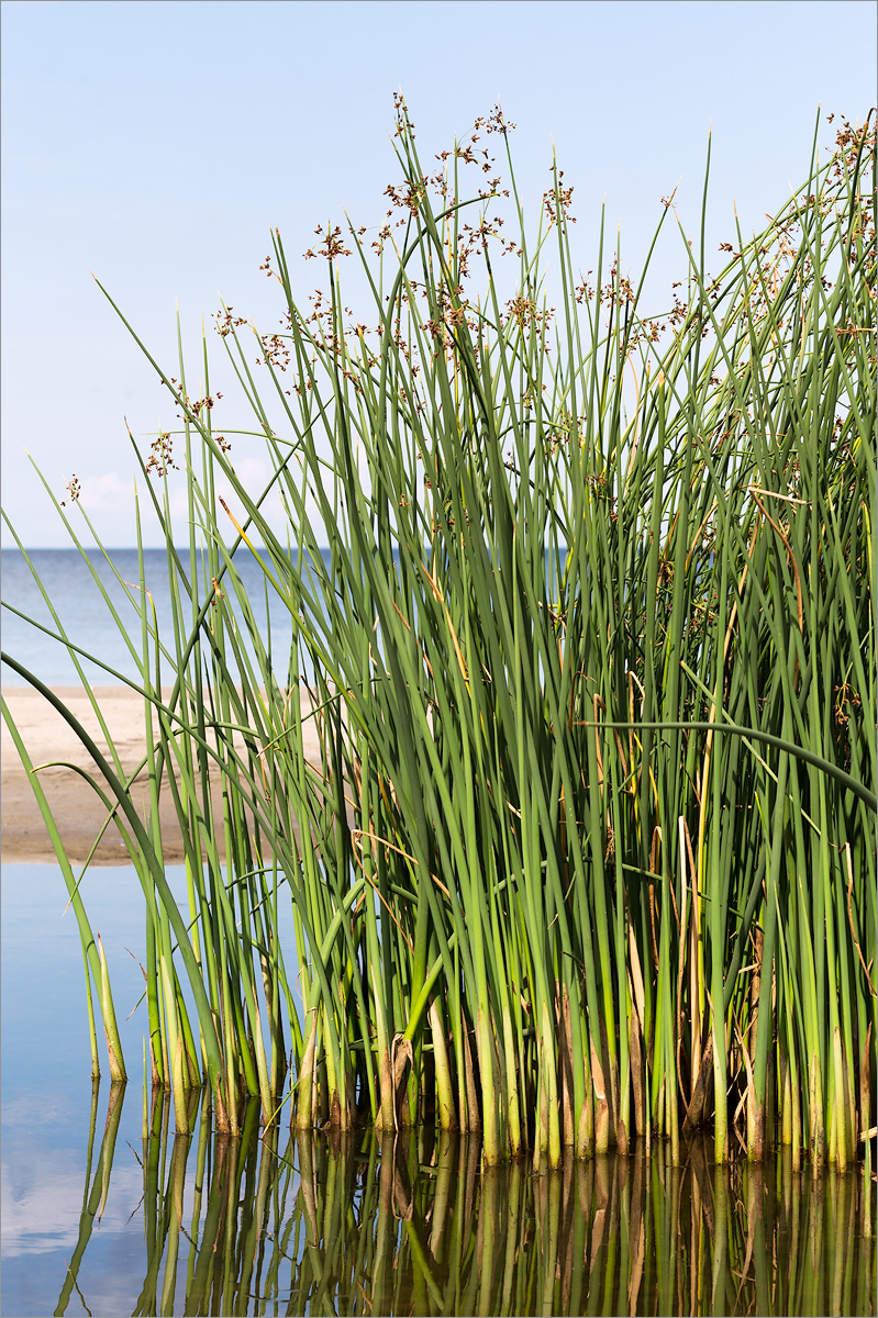 Image of Schoenoplectus tabernaemontani specimen.