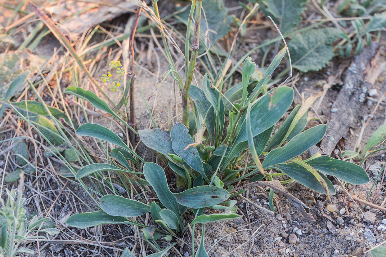 Изображение особи Bupleurum falcatum.