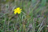 Asteraceae