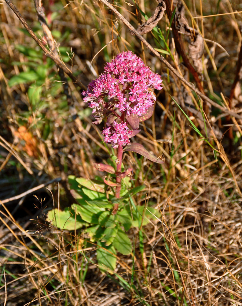 Изображение особи Hylotelephium triphyllum.