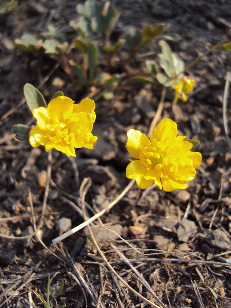 Image of Ranunculus polyrhizos specimen.