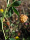 Trifolium aureum