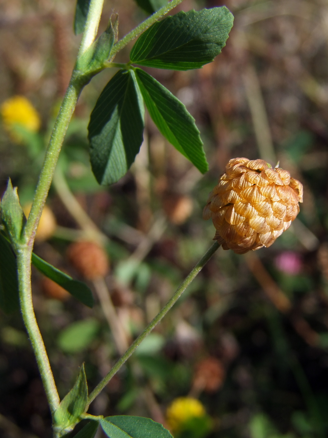 Image of Trifolium aureum specimen.