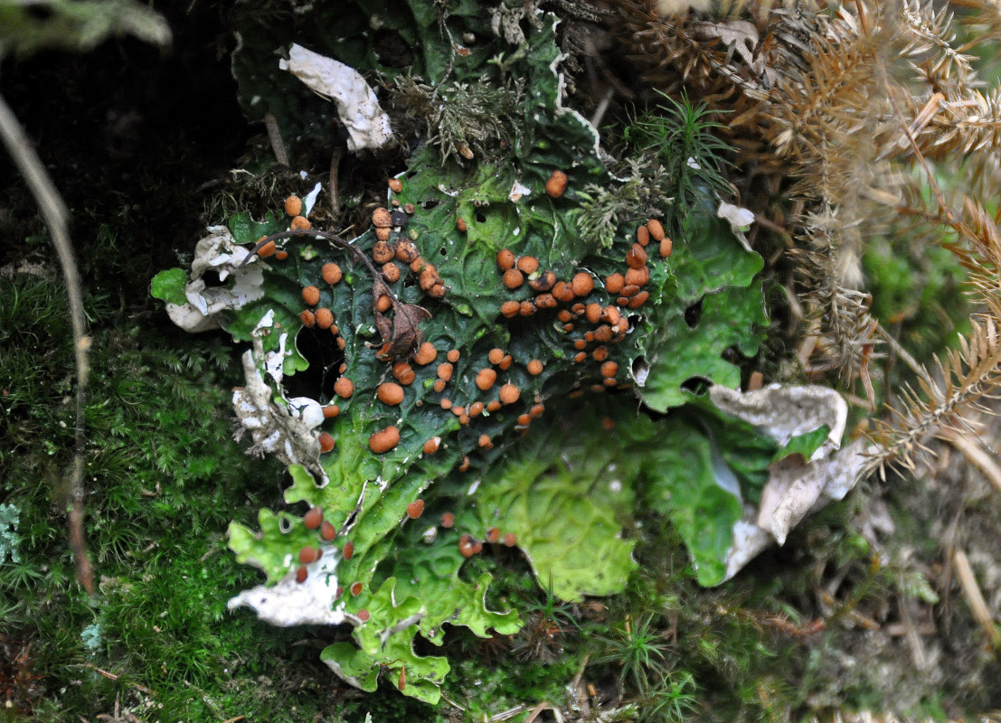 Image of Lobaria linita specimen.