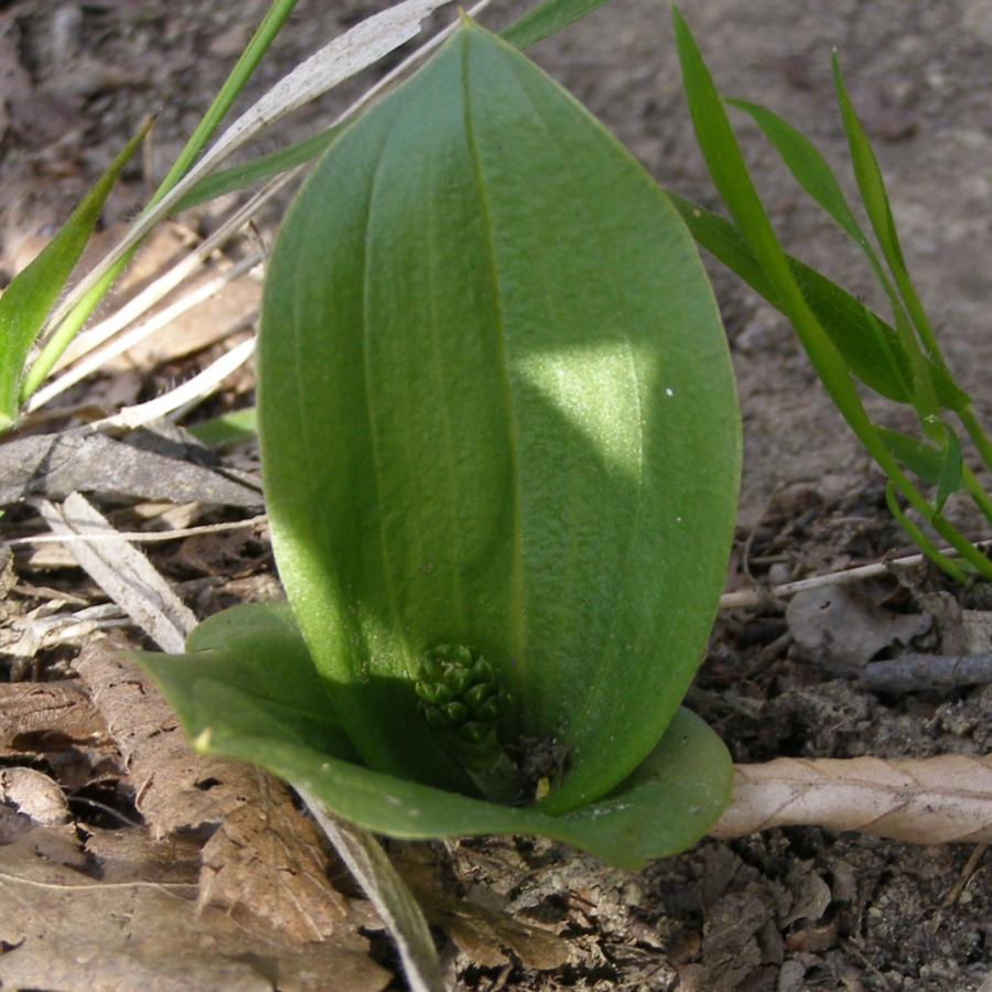 Изображение особи Listera ovata.