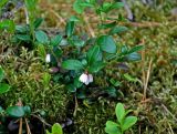 Vaccinium vitis-idaea. Цветущее растение на моховой подушке. Алтай, Катунский хребет, берег оз. Нижнее Мультинское, ≈ 1600 м н.у.м., хвойный лес. 30.06.2018.