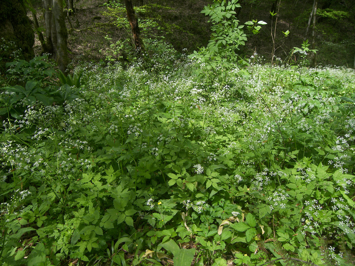 Изображение особи Anthriscus schmalhausenii.