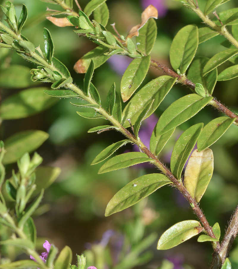 Изображение особи Cuphea hyssopifolia.