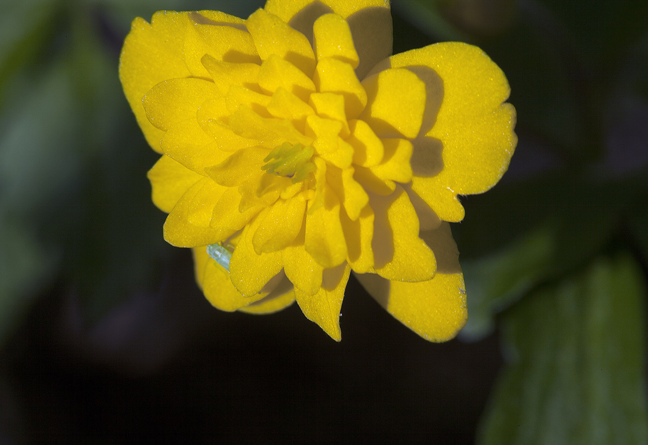 Image of Anemone ranunculoides specimen.