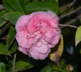 Camellia japonica. Цветок. Израиль, Шарон, г. Тель-Авив, ботанический сад тропических растений. 09.12.2018.