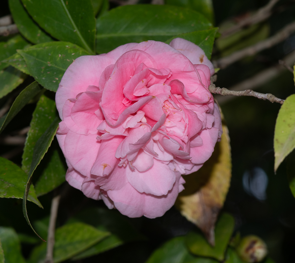 Image of Camellia japonica specimen.