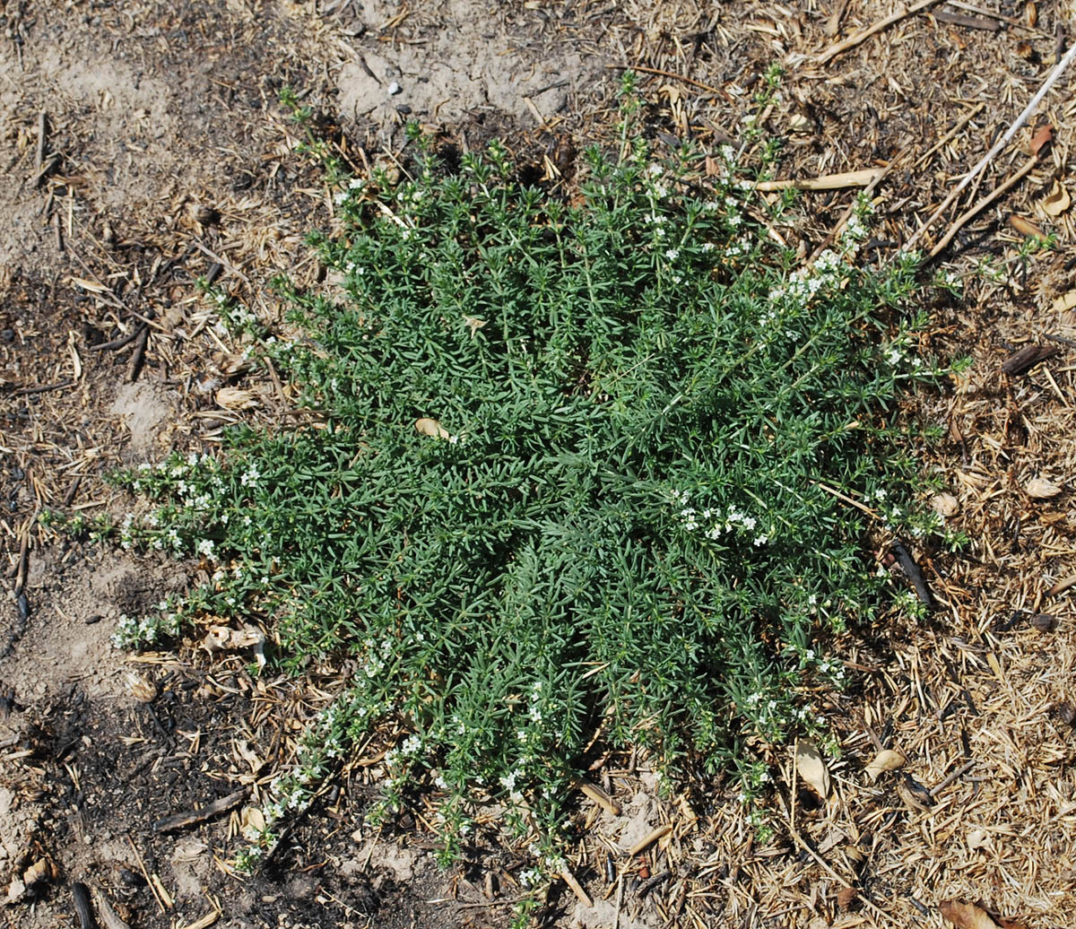 Изображение особи Galium humifusum.