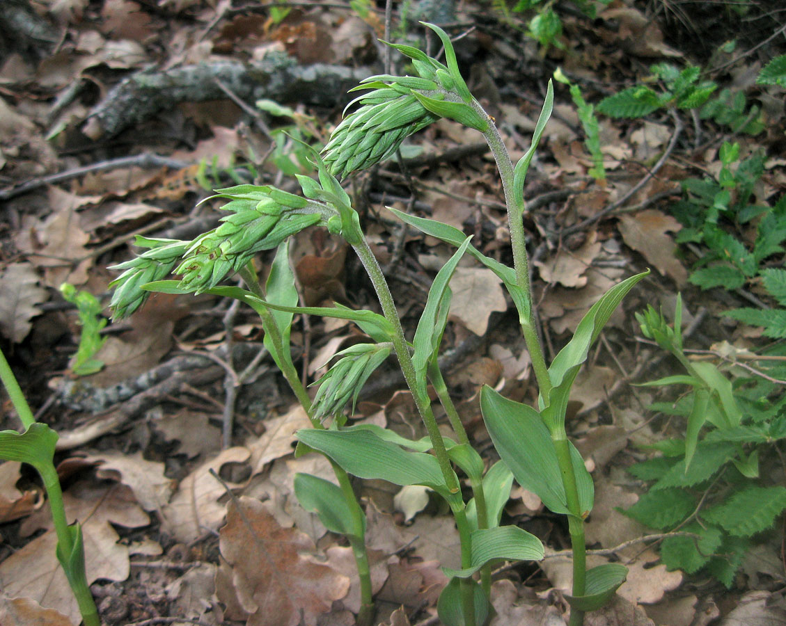 Image of Epipactis krymmontana specimen.