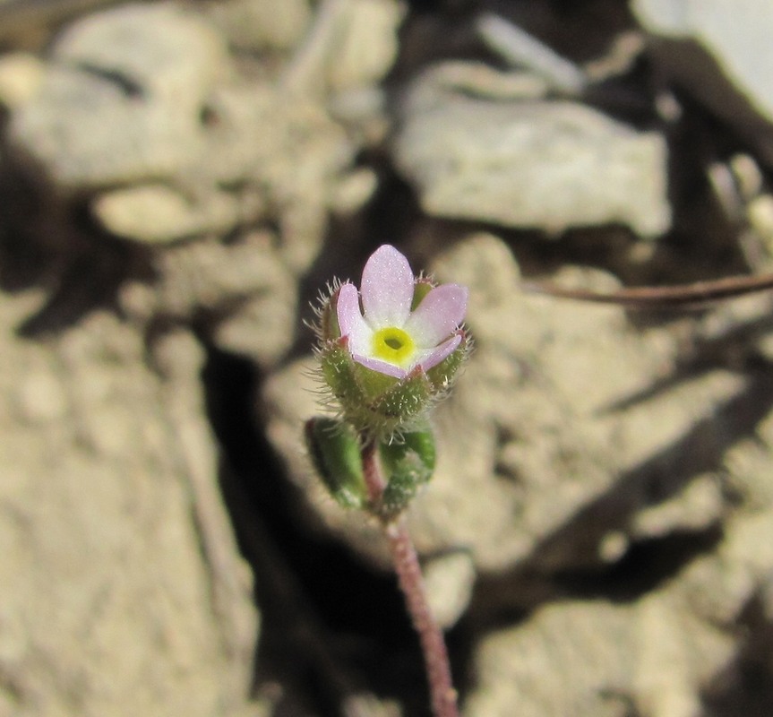 Image of Androsace maxima specimen.