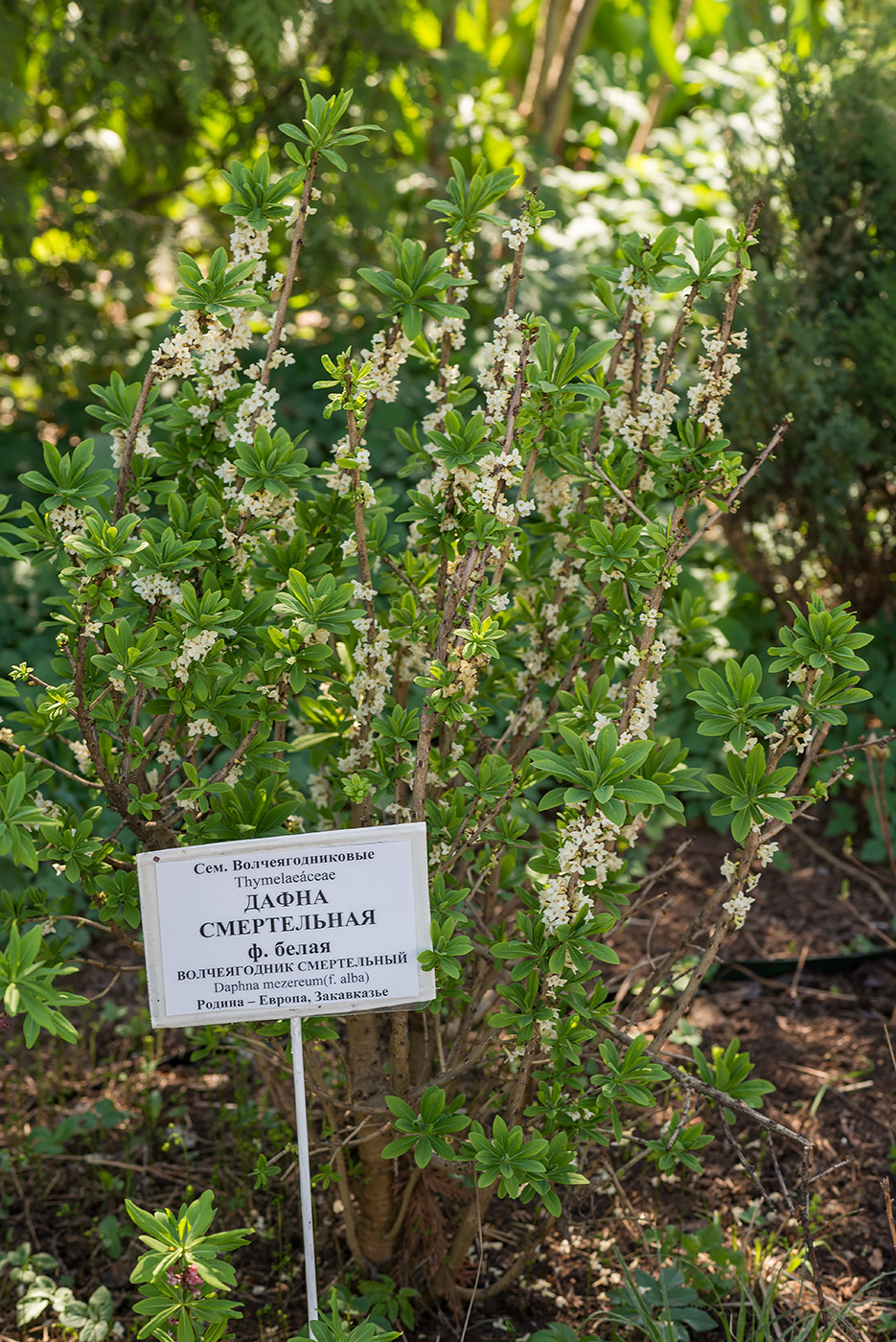 Image of Daphne mezereum specimen.