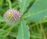 Trifolium borysthenicum