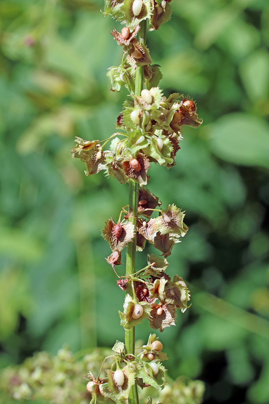 Image of genus Rumex specimen.