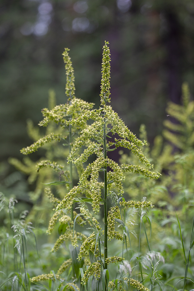 Изображение особи Veratrum lobelianum.