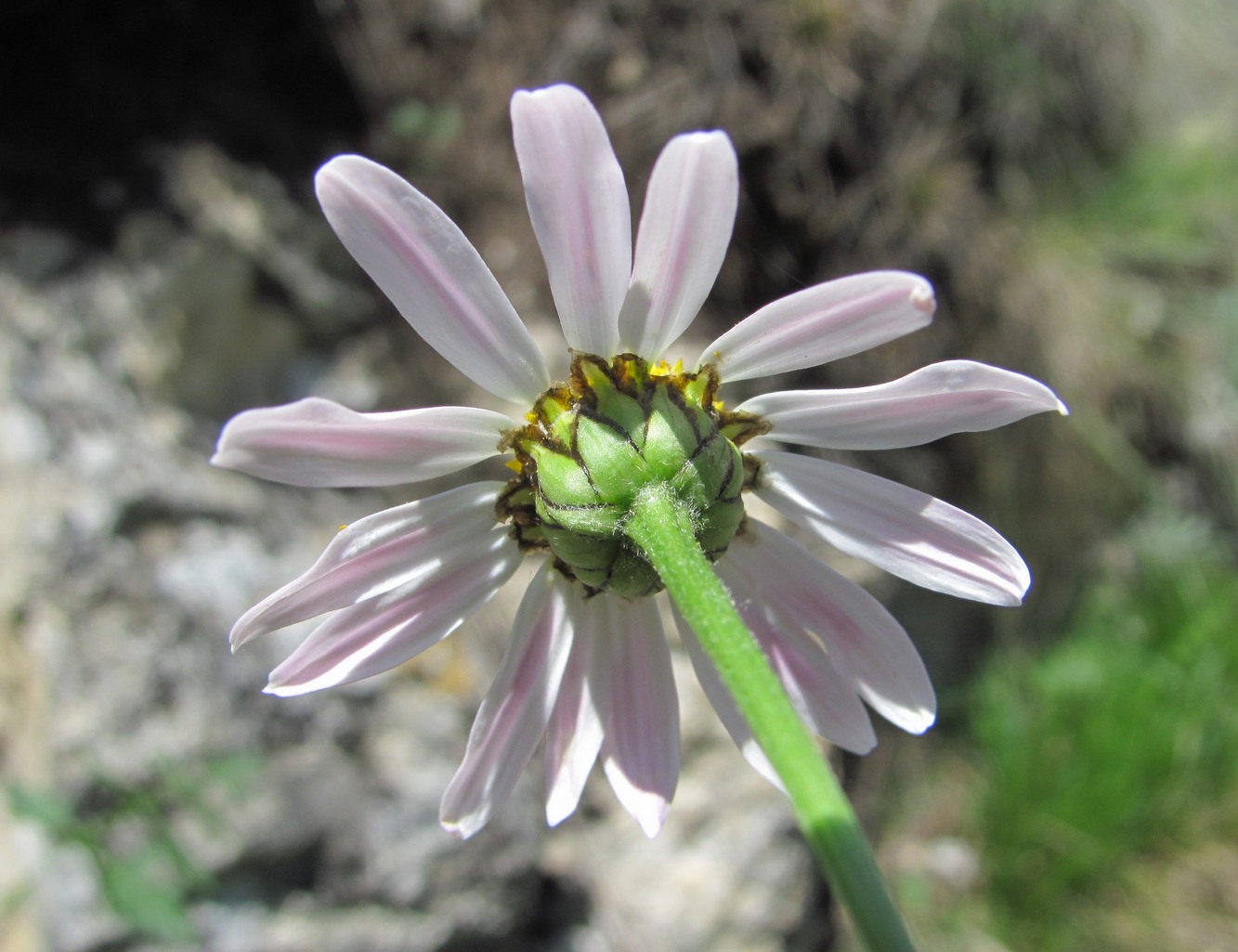 Image of Pyrethrum coccineum specimen.