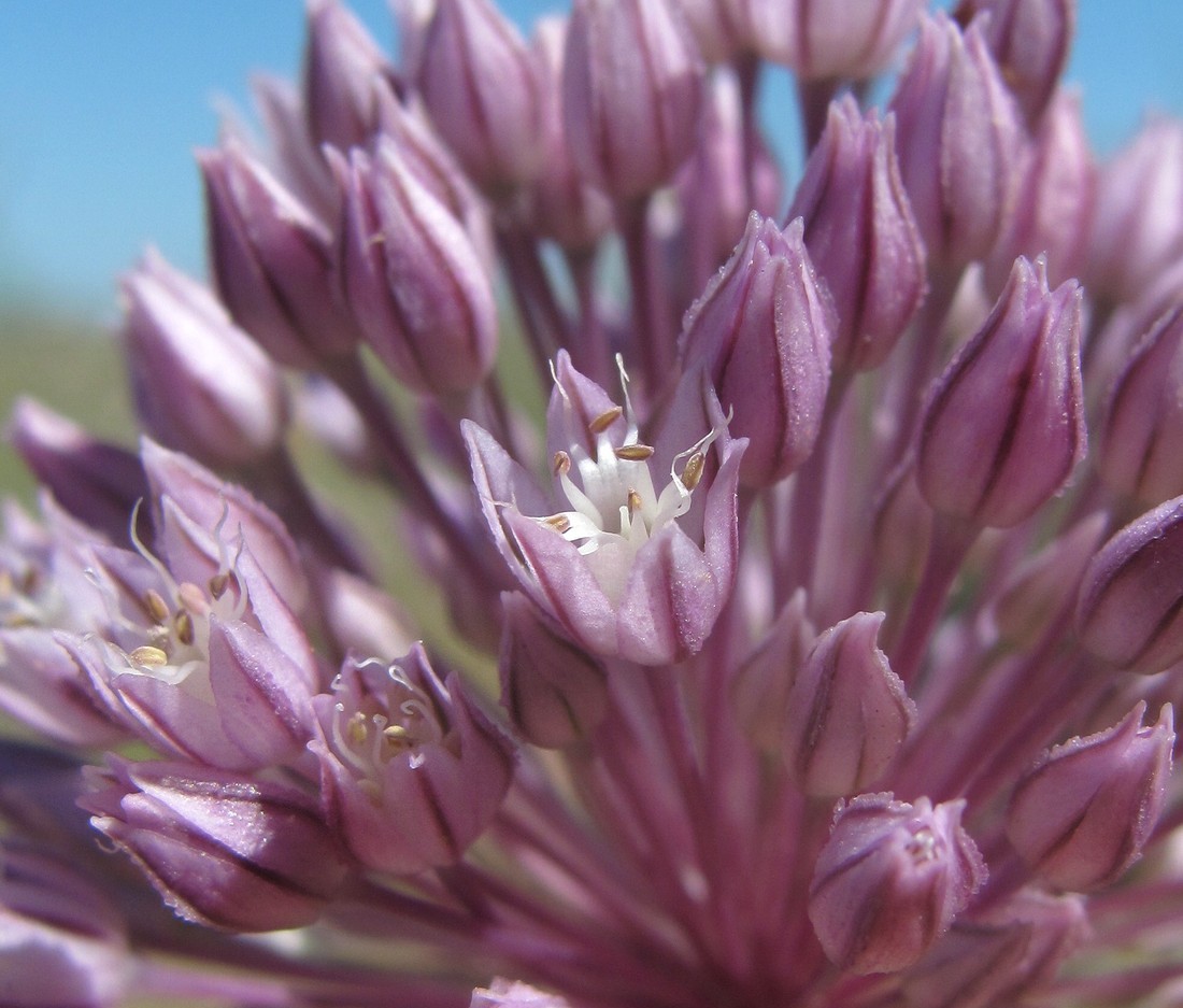 Image of Allium rotundum specimen.