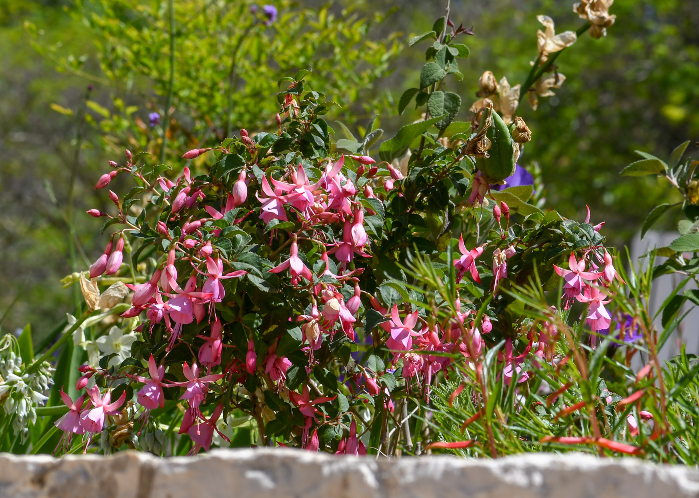 Image of genus Fuchsia specimen.