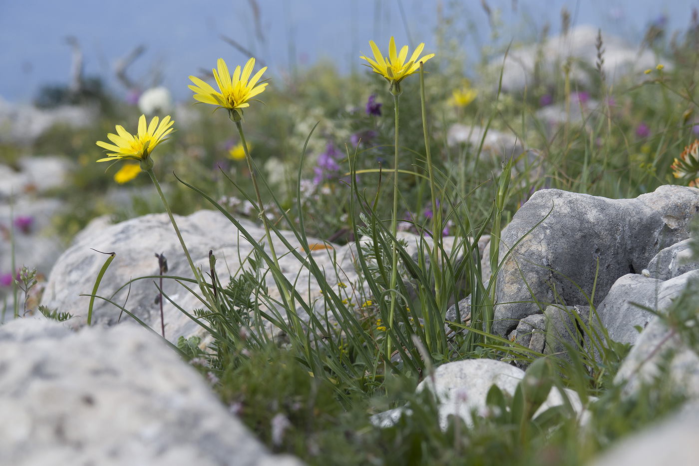 Image of Tragopogon filifolius specimen.