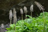 Petasites albus. Верхушки плодоносящих растений. Краснодарский край, Мостовский р-н, окр. пос. Кировский, вост. склон хр. Малый Бамбак, лев. борт долины р. Малая Лаба, лев. берег р. Кутан, ≈1500 м н.у.м., каменистая площадка у небольшого водопада в буковом лесу. 19.05.2019.