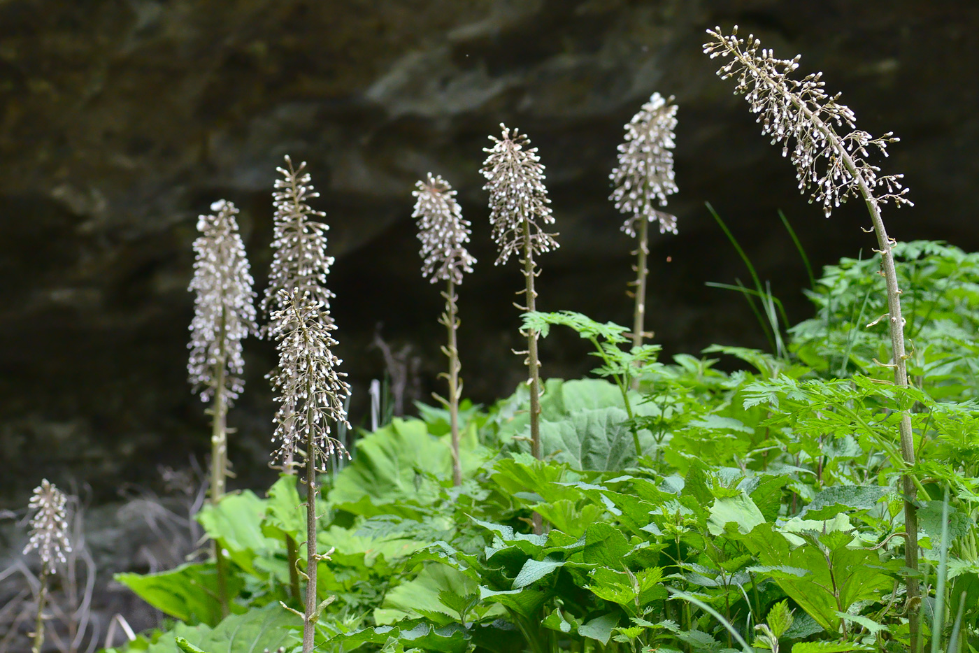 Image of Petasites albus specimen.