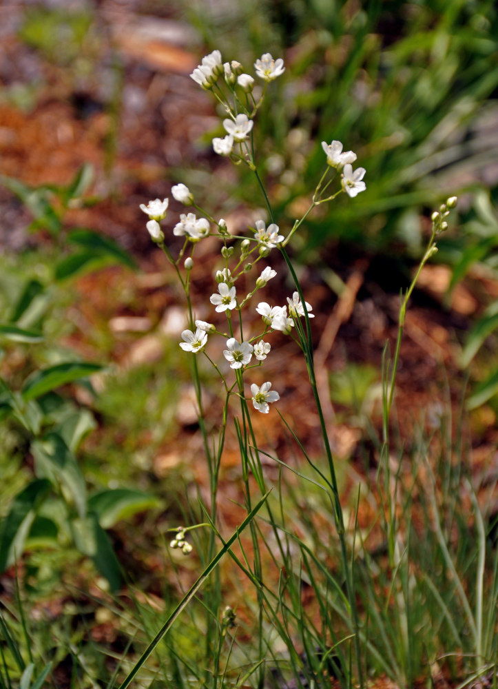 Image of Eremogone koriniana specimen.