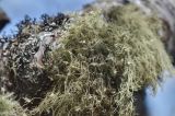 Usnea florida