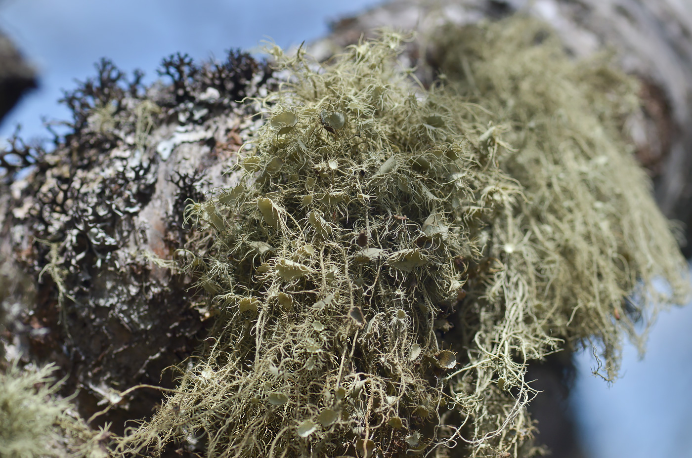 Image of Usnea florida specimen.