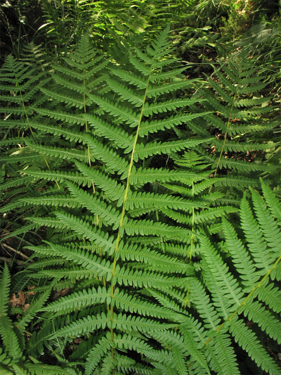 Image of Oreopteris limbosperma specimen.