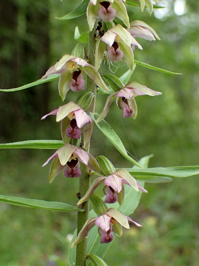 Изображение особи Epipactis helleborine.