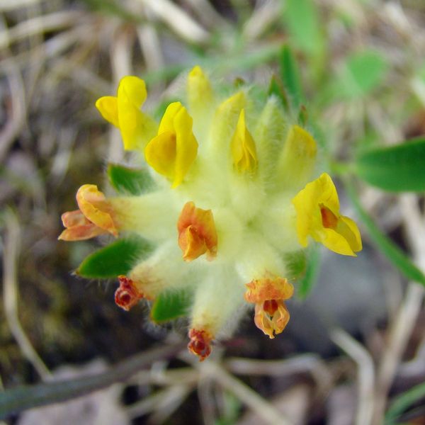 Image of Anthyllis vulneraria var. schiwereckii specimen.