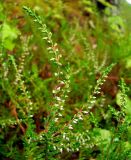 Calluna vulgaris