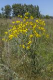 Senecio jacobaea. Цветущее растение. Башкортастан, окр. г. Стерлитамак, сенокосный луг. 18.08.2019.