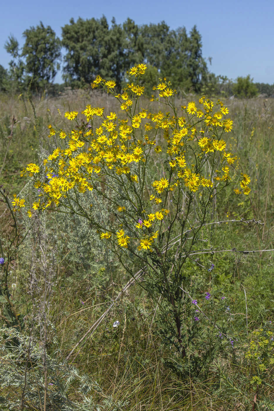 Изображение особи Senecio jacobaea.